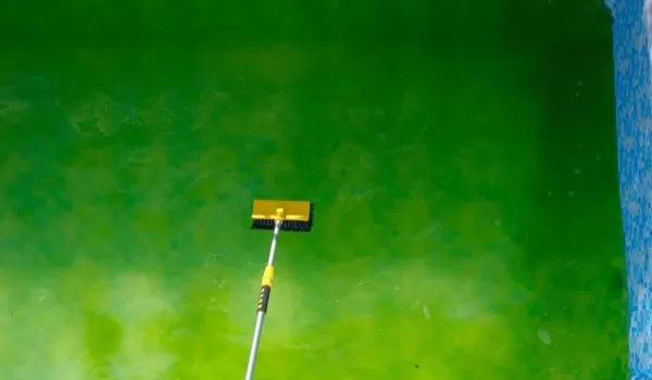 How to Keep Algae Out of Your Pool During Peak Season