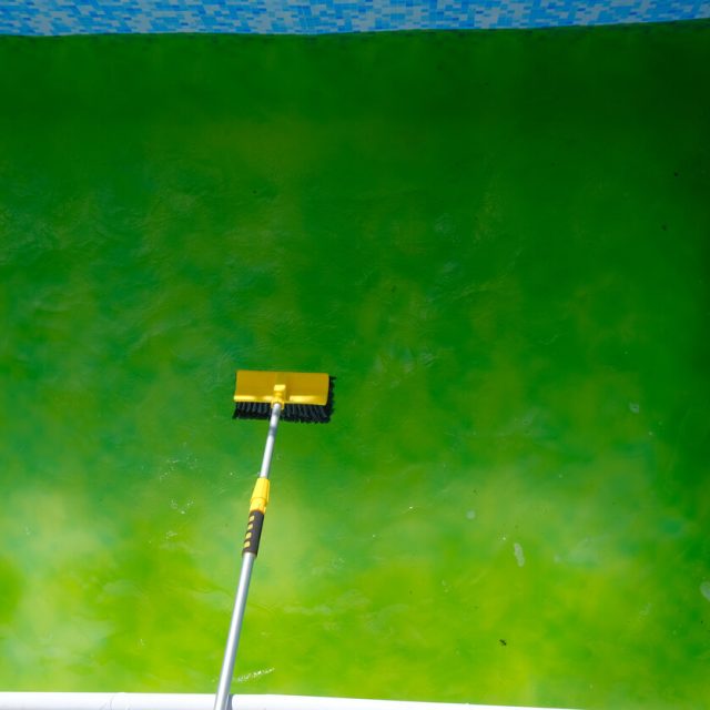Cleaning green algae from a swimming pool using a yellow pool brush on a telescopic pole.