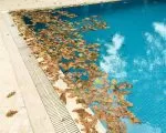 Thumnbail of Swimming pool filled with fallen autumn leaves on the water surface